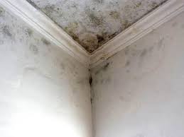 Forensic Mold Investigation in Lowell, MA